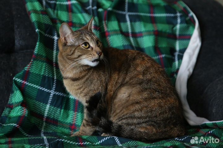Милая двухлетняя кошечка