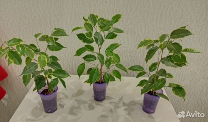 Комнатные растения, цветы в ассортименте. Спатик