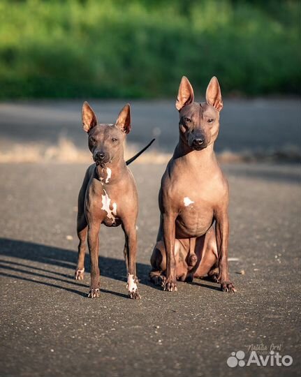 Американский голый терьер щенки
