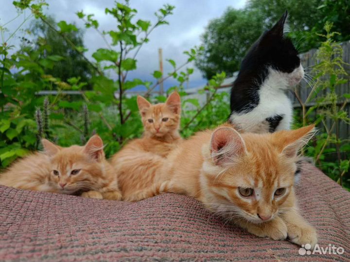 Котятки в добрые руки