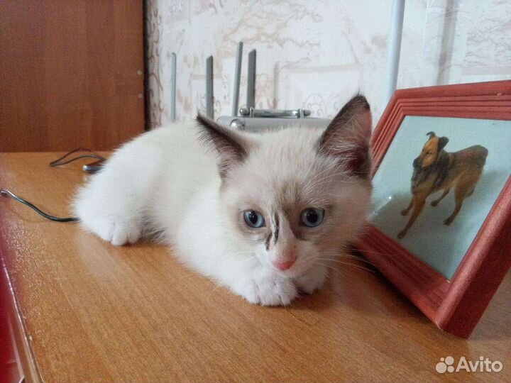 Кошка в дар