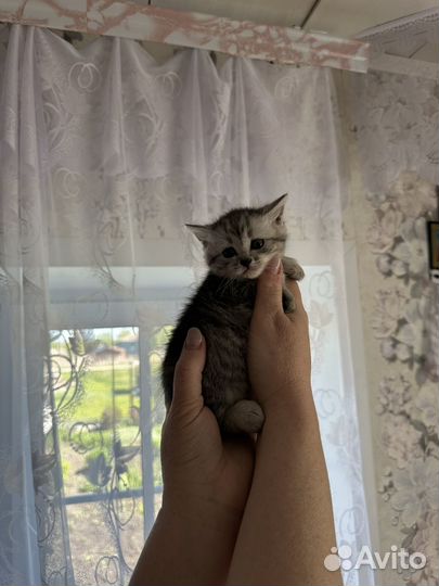 Кошка в дар бесплатно