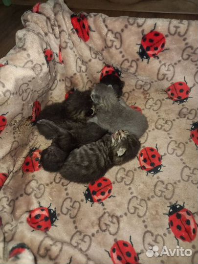 Отдам котят в добрые руки