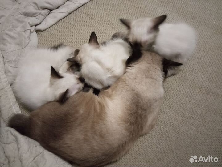 Котята