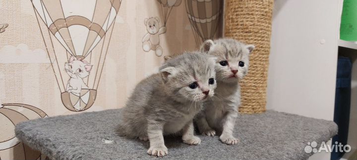Шотландская кошечки