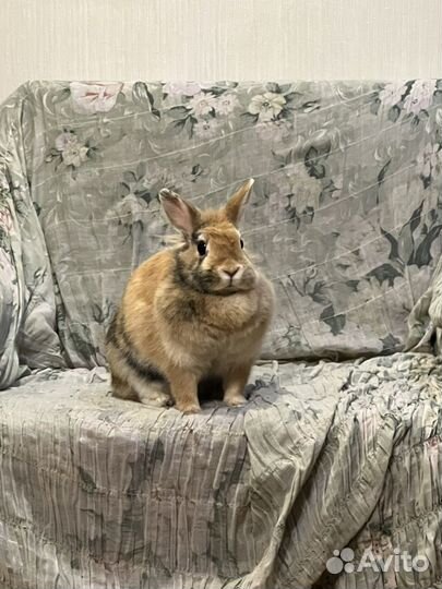 Карликовый кролик