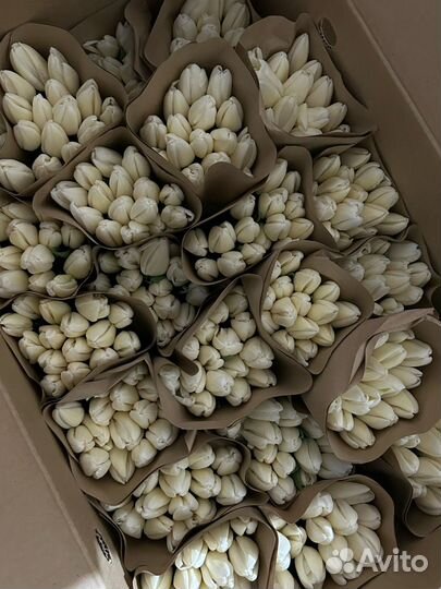 Тюльпаны белые 15шт в крафт бумаге