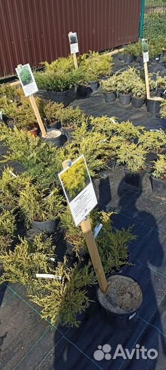 Тетерев-Сад