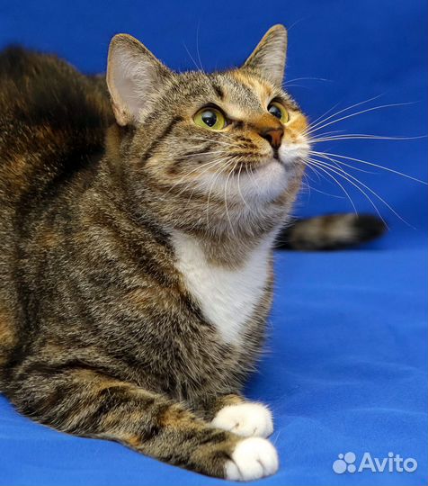 Кошка Ватрушка в добрые руки