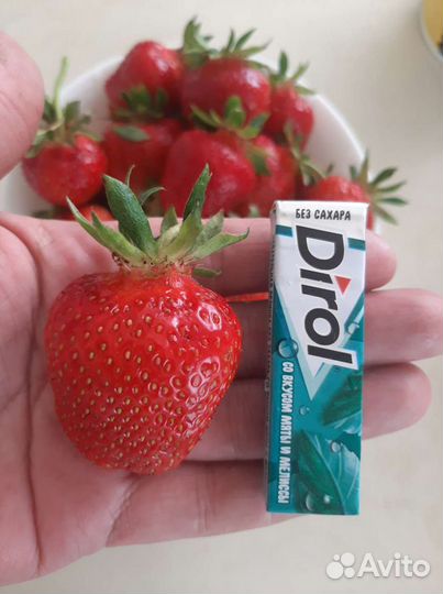 Клубника
