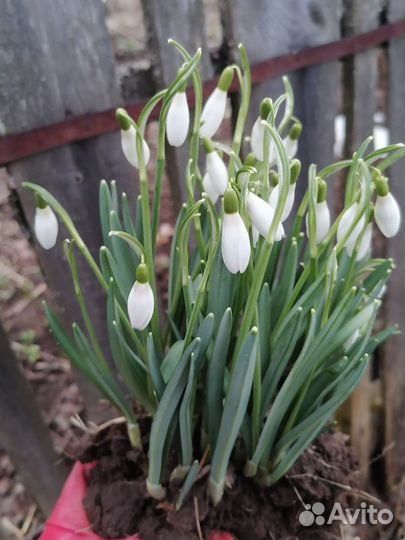 Галантусы, крокусы
