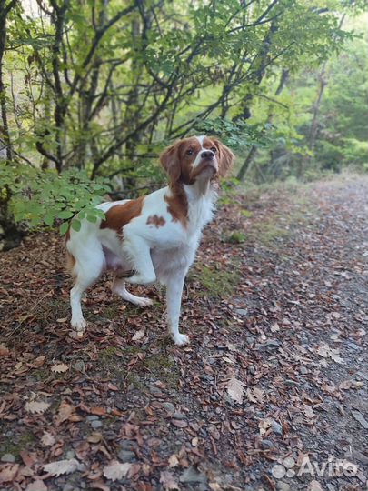 Щенки Бретонский эпаньоль