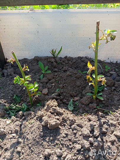 Роза плетистая