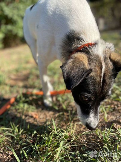 Маленькая собачка в добрые руки