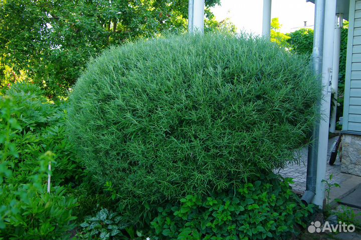 Декоративные растения. Ивы