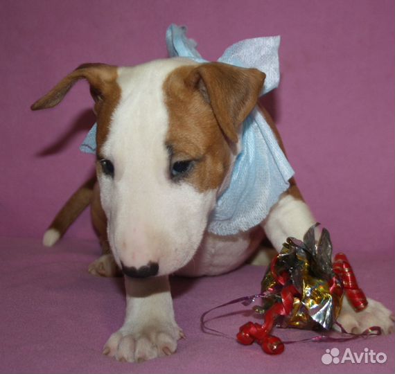 Мини бульки