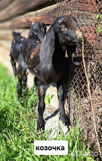 Козлята камори