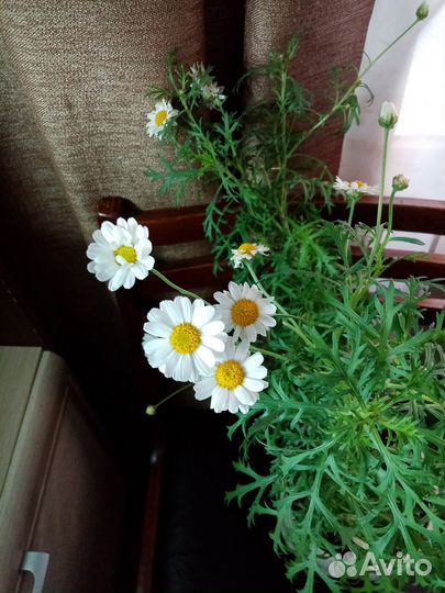 Аргирантемум