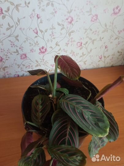 Маранта триколор