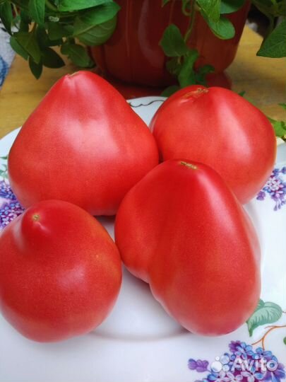 Томат Сердце Хибы и т.д