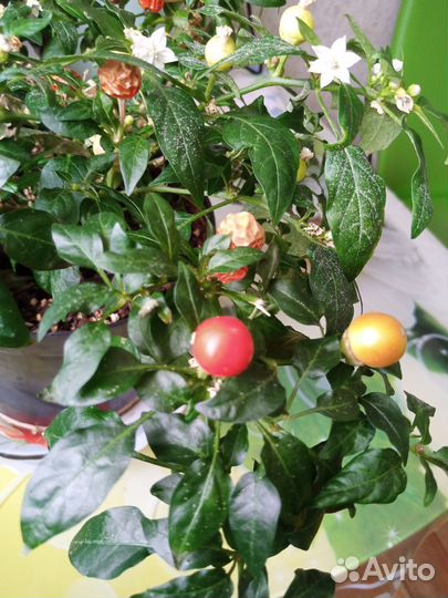 Перец острый