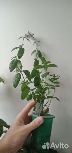 Мята более 20 сортов