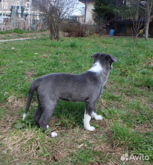 Бордер колли