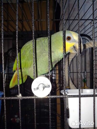 Венесуэльский амазон