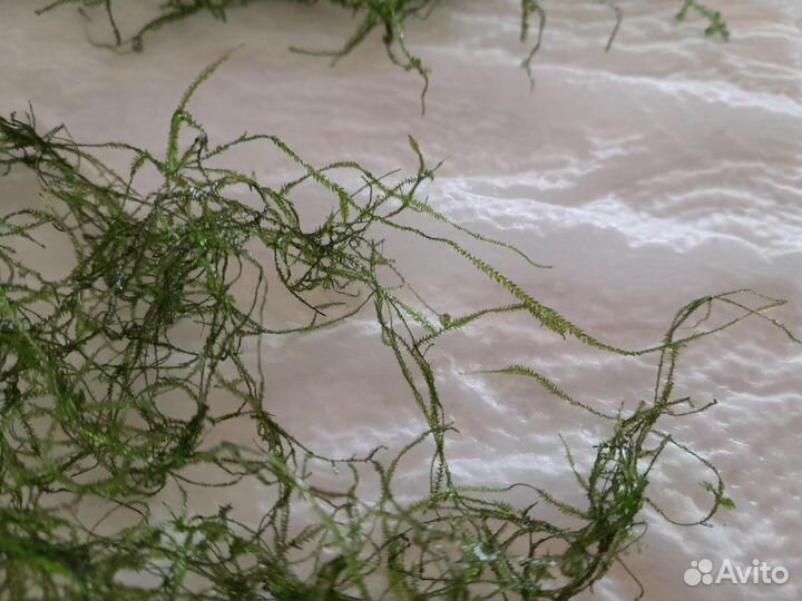 Мох для аквариума