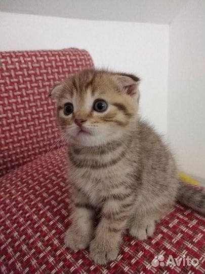 Британский котенок вислоухий