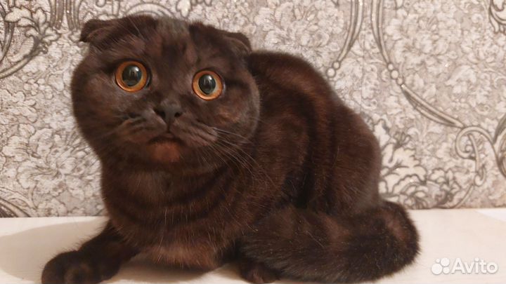 Вислоухая кошка