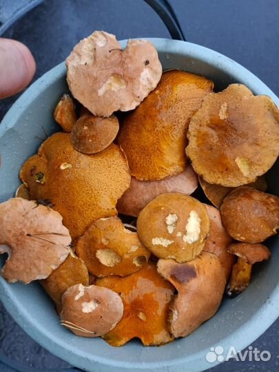 Малята и моховички