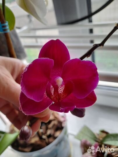 Орхидея карлик. Дюшенея, земляника декоративная