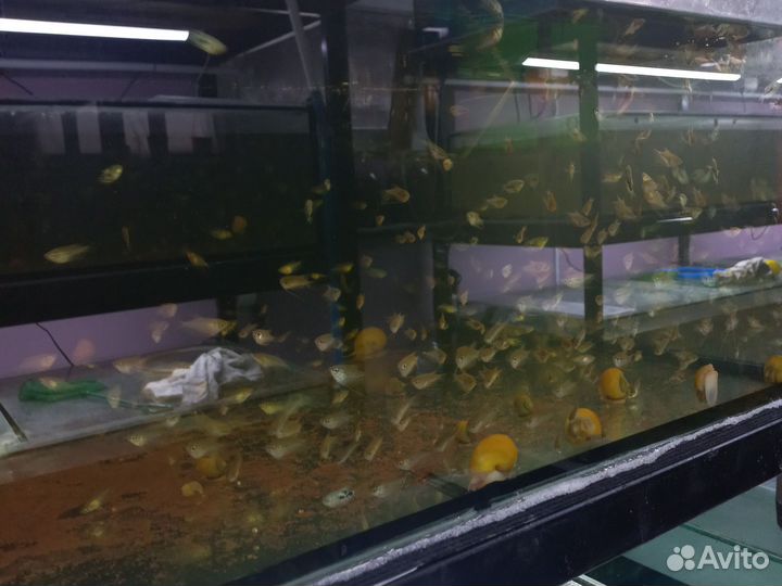 Аквари.Ru.рб