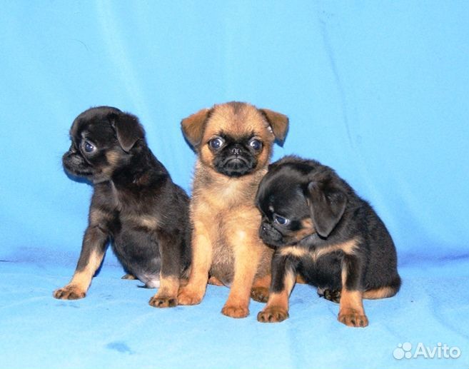 Щенки пти брабансона