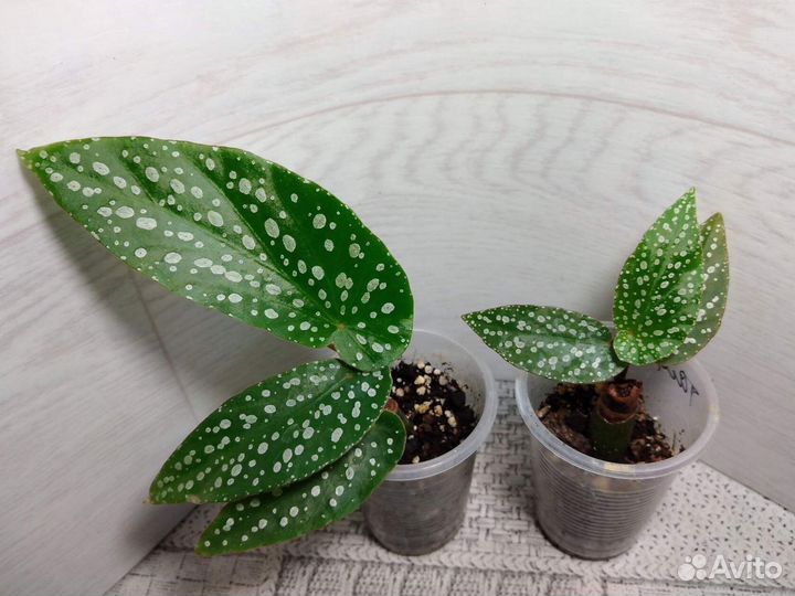 Бегонии кейн (тростниковые) и другие