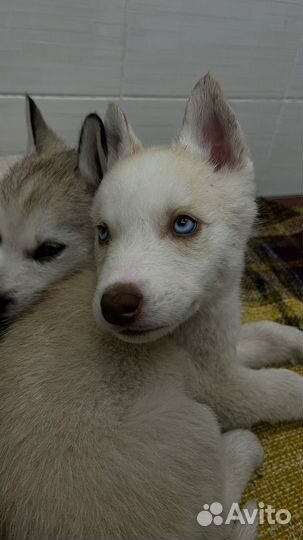 Сибирский хаски