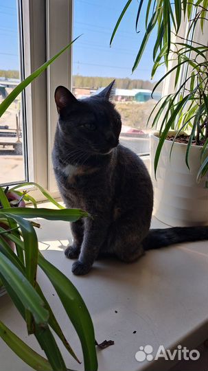 Отдам кота в добрые руки