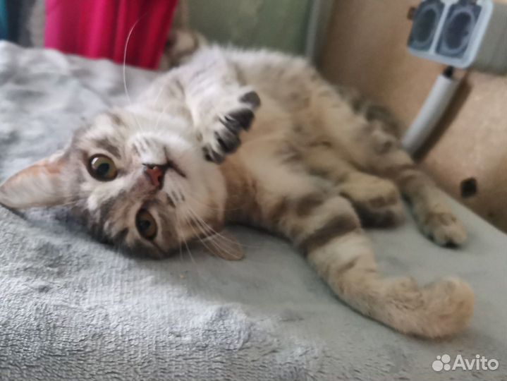 Миленькая кошечка (6 мес, стерилизована)ищет семью