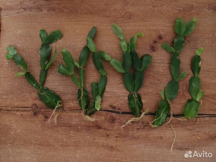 Декабрист шлюмбергера розовый