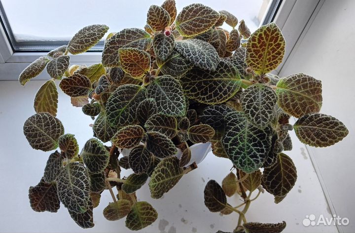 Продаю растение
