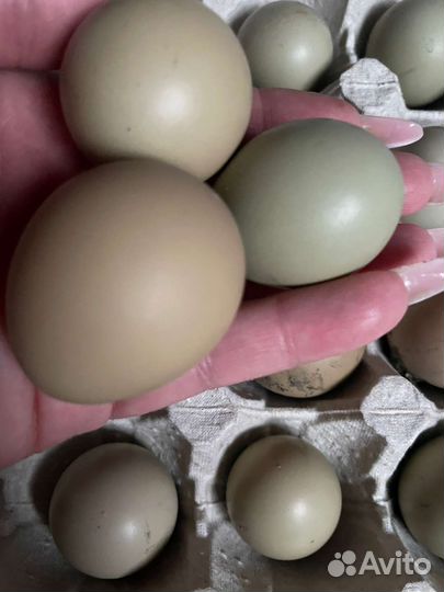 Инкубационное яйцо