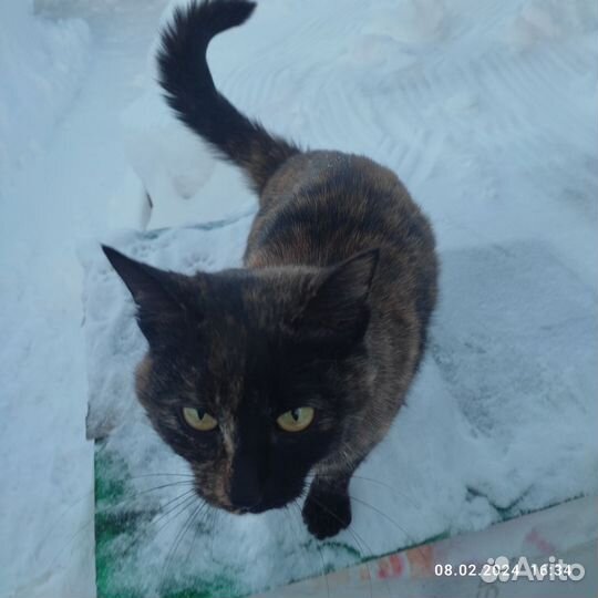 Кошки бесплатно