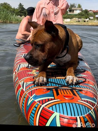 Амстафф Кабель ищет вязку