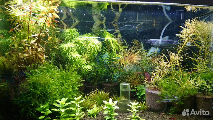 Аквариумные растения, рыбки, мхи, креветки, раки