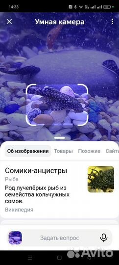 Сомики анциструсы