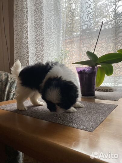 Японский хин