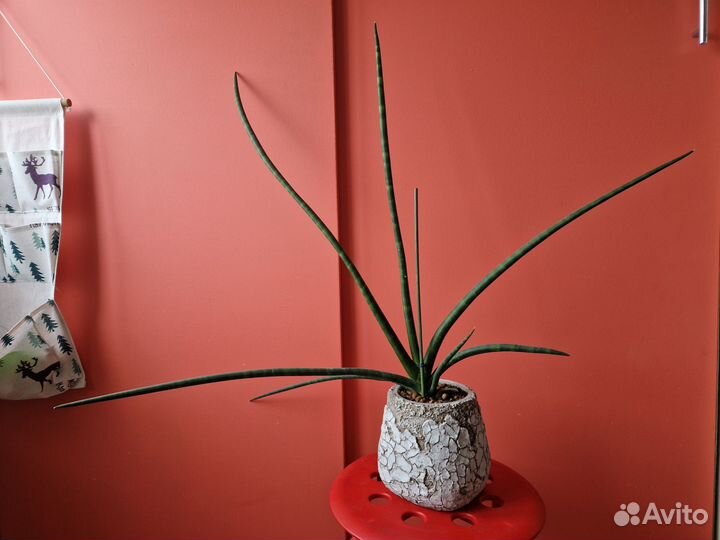 Сансивиерия