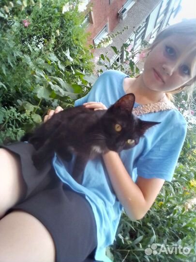 Котенок в добрые руки