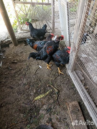 Петухи ливенские петухи и куры амераукана